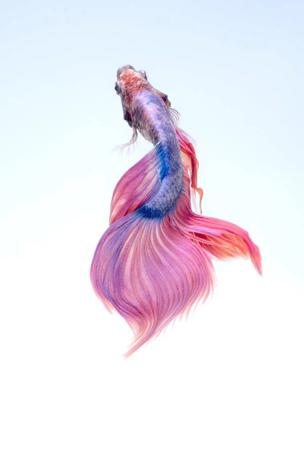 Fisch