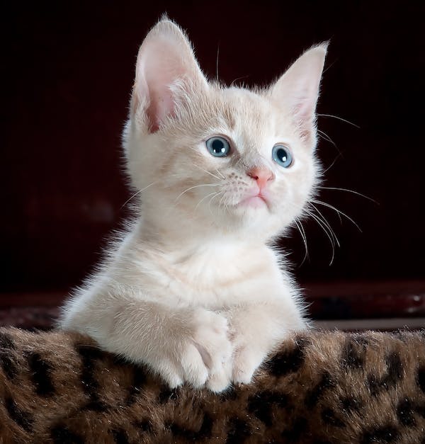 Katzen