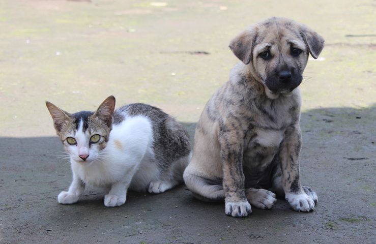 pet-3157961__480